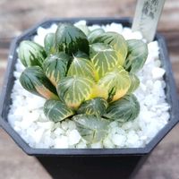 ハオルチア,ハオルチア オブツーサ,オブツーサ錦,多肉植物,ハオルチア属の画像