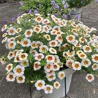 カリブラコア,花のある暮らし,おうち園芸,キュートな金曜日,花咲く乙女たち♡の画像