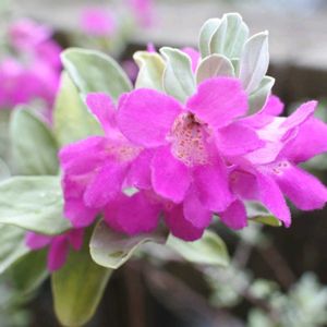 レウコフィラム,レウコフィラム,小さな庭の画像