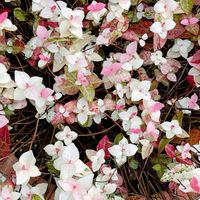 トレニア,ハツユキカズラ,裏庭,癒し,花のある暮らしの画像