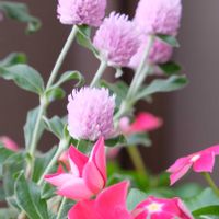 ベランダガーデニング,癒し…♡,お花のある暮らし,おうち園芸,一眼カメラ撮影の画像