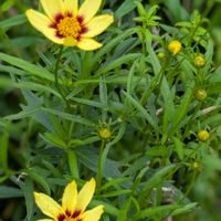 コレオプシス,コレオプシス,鉢植え,開花期間がながいの画像