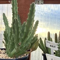 スタペリア,ガガイモ,スタペリア・ギガンティア,多肉植物の画像