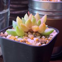 多肉植物 寄せ植え,多肉植物いろいろ,綴化,ジェムストーン,多肉植物の画像