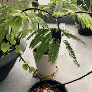 ソテツ,亀甲竜,亀甲竜,エバーフレッシュ,サイカス　サイアメンシスの画像
