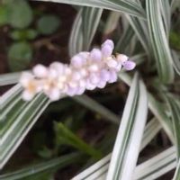 花木,植木鉢,吊り鉢,花いろいろ,バラと夢CLUBの画像