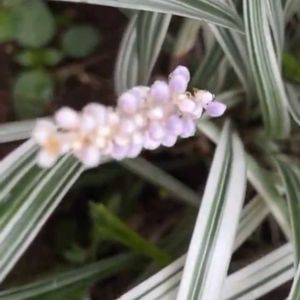花木,植木鉢,吊り鉢,花いろいろ,バラと夢CLUBの画像