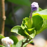 ニオイバンマツリ,ナス科,癒しの薄紫,金曜日の蕾たち,庭の花便りの画像
