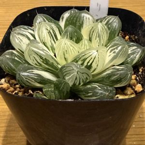 ローゼル,小菊,秋明菊,ダリア 黒蝶,ハオルチア マリンの画像