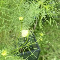 コスモス,今日の一枚,白いコスモス,植物中毒,お花は癒しの画像