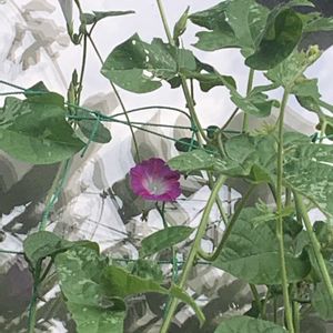 小さな庭の画像