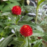 寄せ植え,ビビッドカラー,おうちの庭,可愛い~(⁠*⁠˘⁠︶⁠˘⁠*⁠)⁠の画像
