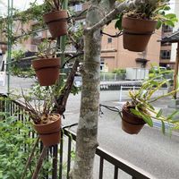 セッコクの画像