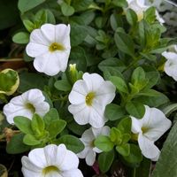 寄せ植え,おうちの庭,清楚な白花♡,可愛い~(⁠*⁠˘⁠︶⁠˘⁠*⁠)⁠の画像