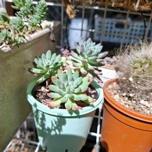 多肉植物,ベランダの画像