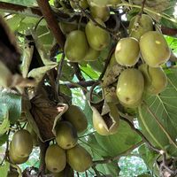 キウイ,地植え,自家製野菜,旬のもの,果樹園の画像