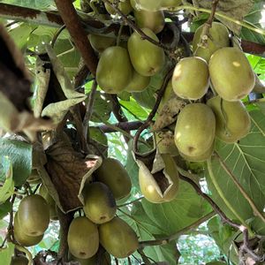 キウイ,地植え,自家製野菜,旬のもの,果樹園の画像
