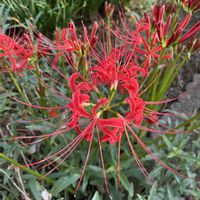 地植え,花のある暮らし,彼岸花,綺麗,綺麗な色の画像