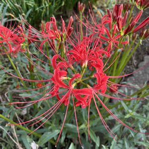 地植え,花のある暮らし,彼岸花,綺麗,綺麗な色の画像