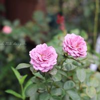 カインダブルー,ポム,鉢植え,地植え,庭の花の画像