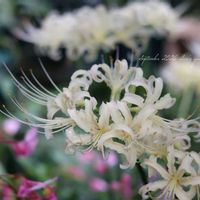 地植え,球根植物,花のある暮らし,緑のある暮らし,HTCの画像