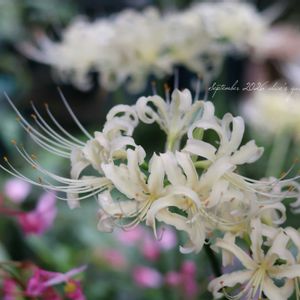 地植え,球根植物,花のある暮らし,緑のある暮らし,HTCの画像
