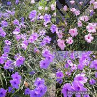 ヤナギバルイラソウ,帰り道,花のある暮らし,水不足,「戦争のない、平和な世界に」の画像