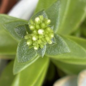 キンモクセイ,火祭り,いつもありがとう♡,花のある暮らし,元気もらえるの画像