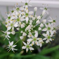 ニラ,プランター,家庭菜園の画像