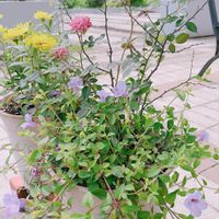 寄せ植え,ガーデニング,花のある暮らし,小さな幸せ♡の画像