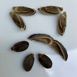 サンゴアブラギリ,珊瑚油桐,ヤトロファ・ポタグリカ,種・たね・タネ,多肉植物の画像