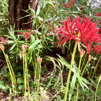 ガーデニング,種まき,花が好き,私の癒し♡,花と緑のある暮らしの画像