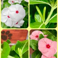 オクラ,ペチュニア,日々草,ピーマン,カタバミの画像