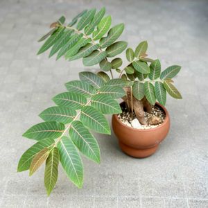 フィランサス ミラビリス,観葉植物,塊根植物,コーデックス,熱帯植物の画像