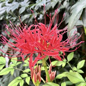 キンモクセイ,ヒガンバナ,にらの花,ビキーニョ,フルーティ唐辛子の画像