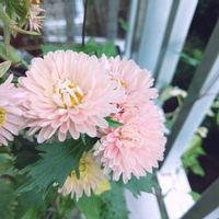アスター,癒し,❤️いいね、ありがとう,バルコニー/ベランダ,ベランダの画像