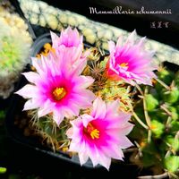 サボテン,高砂,マミラリア高砂,蓬莱宮,Mammillaria bocasanaの画像