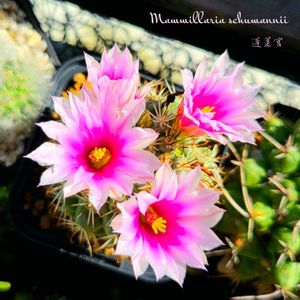 サボテン,高砂,マミラリア高砂,蓬莱宮,Mammillaria bocasanaの画像
