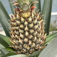 パイナップルの画像