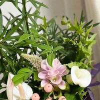 アゲラタム,ウコン,クルクマ,シュウメイギク,ウツボカズラの画像