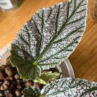 シュウカイドウ,ベゴニア,ベゴニア,観葉植物,ハイドロカルチャーの画像