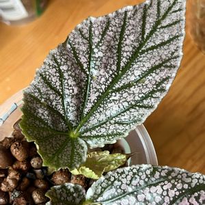 シュウカイドウ,ベゴニア,ベゴニア,観葉植物,ハイドロカルチャーの画像