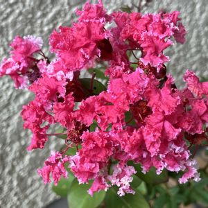 サルスベリ,百日紅（サルスベリ),サルスベリ(夏祭り),サルスベリペパーミントレース,花のある暮らしの画像