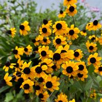 ルドベキア,ルドベキア タカオ,今日の１枚,花のあるくらし,お出かけ先の画像