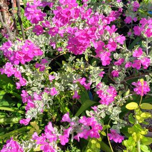 かわいい,花のある暮らし,小さな庭の画像