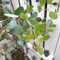 ユーカリ ポポラス,ガーデニング,ベランダガーデニング,植物のある暮らし,バルコニー/ベランダの画像