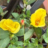 ポーチュラカ,地植え,元気！,花のある暮らし,黄色の花の画像