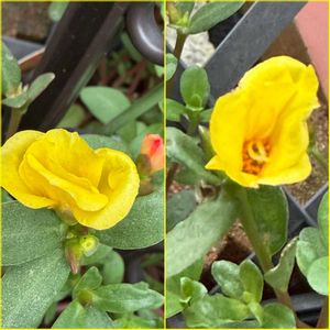 ポーチュラカ,地植え,元気！,花のある暮らし,黄色の花の画像