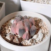 ハオルチア,多肉植物,多肉ちゃん,成長記録,植物だいすきの画像