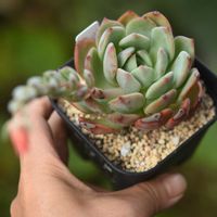 ラウリンゼ×錦晃星,多肉植物,エケベリア属,多肉の花,花のある暮らしの画像